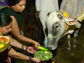 post05-india-sacred-cows